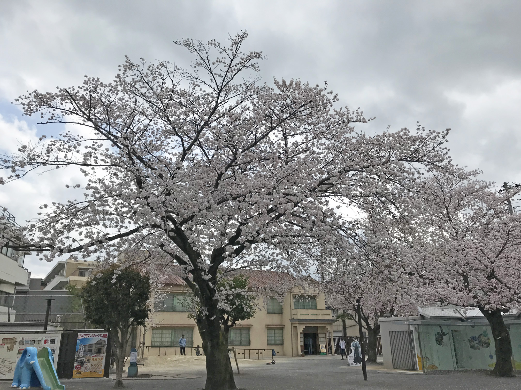 公園の桜